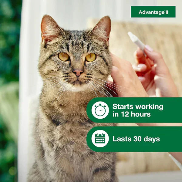 Advantage II Large Cat Flea Treatment & Prevention for Cats Over 9 lbs 6-Month Supply