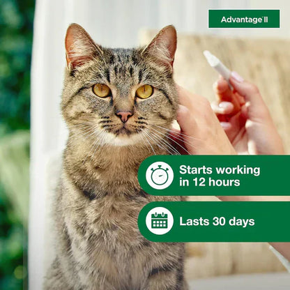 Advantage II Large Cat Flea Treatment & Prevention for Cats Over 9 lbs 6-Month Supply
