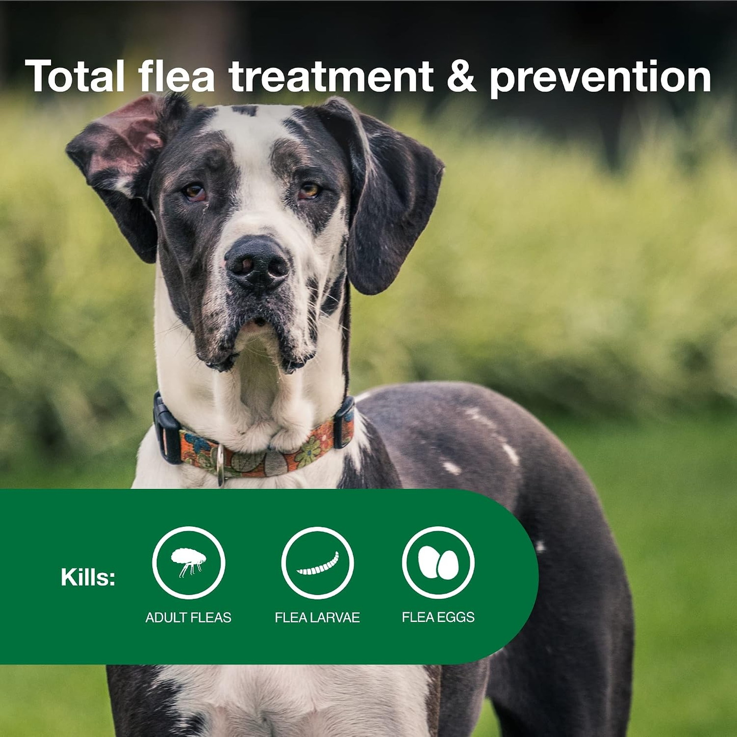 Advantage II XL Dog Flea Treatment & Prevention for Dogs Over 55 lbs 2 Pack 6 Month Supply)